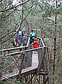 The Tree Top Trail