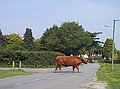 New Forest Cattle<br />Brockenhurst