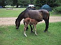 New Forest Ponies<br />Hollands Wood