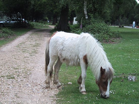 New Forest Ponies<br />Hollands Wood
